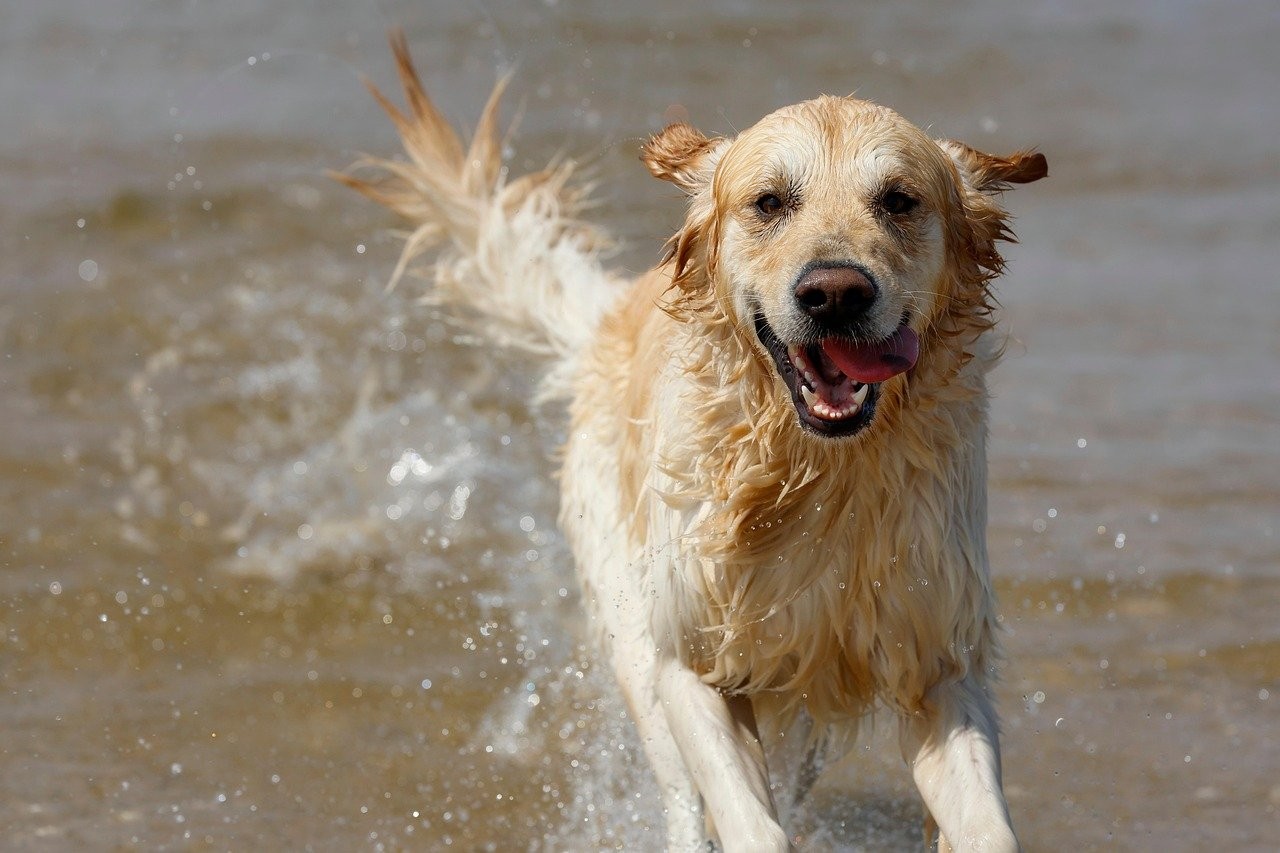 Urlaub mit hund drenthe am wasser